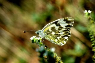 Yeni Beneklimelek (Pontia edusa)