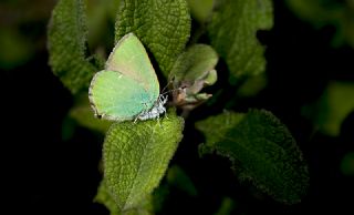 Zmrt (Callophrys rubi)