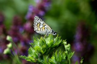 Sarbandl Zpzp (Pyrgus sidae)