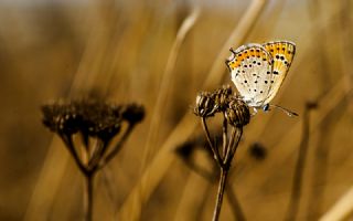 Kk Ate Gzeli (Lycaena thersamon)