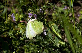 Orakkanat (Gonepteryx rhamni)