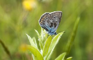 okgzl Amanda (Polyommatus amandus)