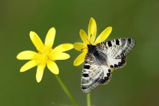 Yalanc Apollo (Archon apollinus)