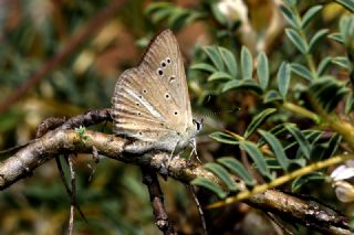 okgzl Lbnan Esmeri (Polyommatus alcestis)