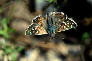 Ebegmeci Zpzp (Pyrgus malvae)