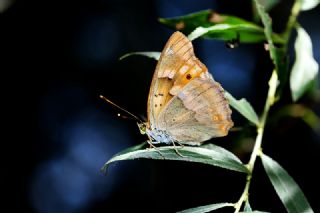 Trakya mparatoru (Apatura metis)