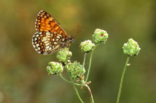 Kara Hayalet (Minois dryas)