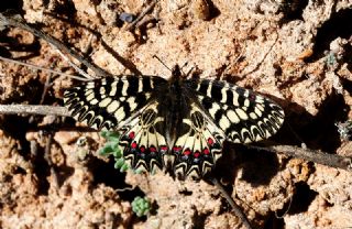 Gney Fistosu (Zerynthia polyxena)