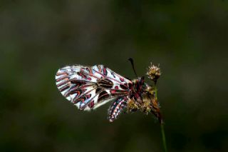 Gney Fistosu (Zerynthia polyxena)
