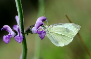 Kk Beyazmelek (Pieris rapae)