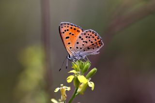 Alev Ategzeli (Lycaena kefersteinii)