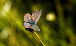 okgzl Gzel Mavi (Polyommatus bellis)