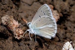okgzl figenya (Polyommatus iphigenia)