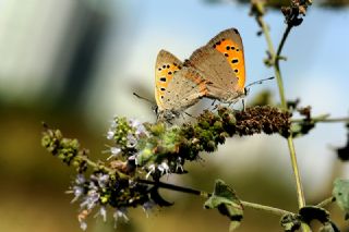 Benekli Bakr Gzeli (Lycaena phlaeas)