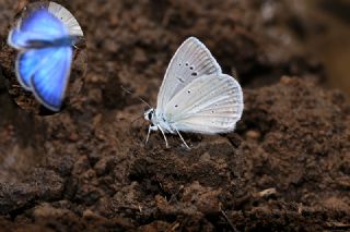okgzl Teresya, Saimbeyli Mavisi (Polyommatus theresiae)