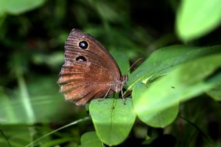 Kara Hayalet (Minois dryas)