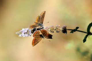 okgzl Balkan Mavisi (Aricia anteros )