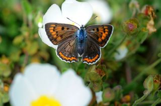 Byk Mor Bakr Gzeli (Lycaena alciphron)