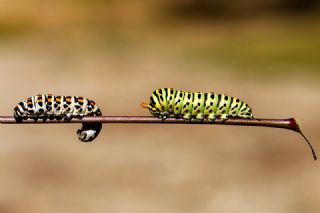 Kaplan Krlangkuyruk (Papilio alexanor)