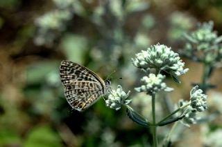 Mavi Zebra (Leptotes pirithous)