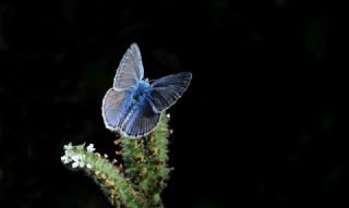 okgzl Mavi (Polyommatus icarus)