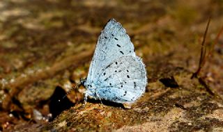 Kutsal Mavi (Celastrina argiolus)