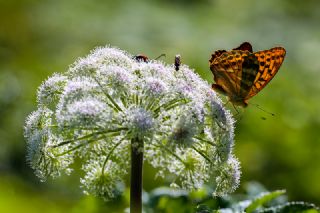 Cengaver (Argynnis paphia)