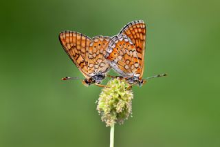 Nazuum (Euphydryas aurinia)