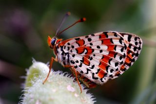 parhan (Melitaea cinxia)