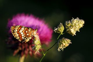 Amannisa (Melitaea athalia)