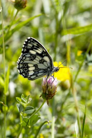 Orman Melikesi (Melanargia galathea)