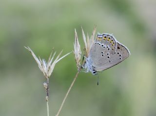 Kk Benekli Sevbeni (Satyrium ledereri )