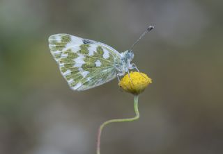 Yeni Beneklimelek (Pontia edusa)