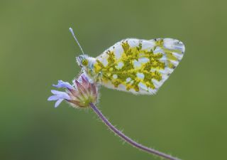 Da Oykls (Euchloe ausonia)