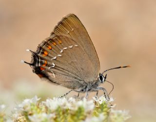 Byk Sevbeni (Satyrium ilicis)