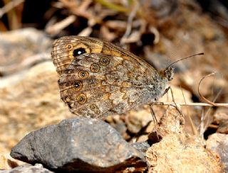 Kk Esmerboncuk (Lasiommata megera)