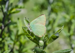 Zmrt (Callophrys rubi)