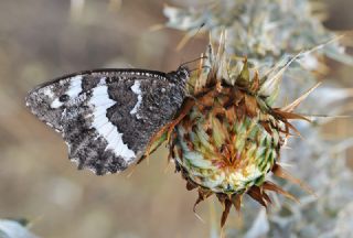 Kara Murat (Brintesia  circe)