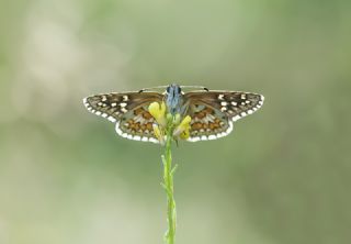 Sar Bandl Zpzp (Pyrgus sidae)