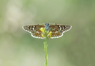 Sarbandl Zpzp (Pyrgus sidae)