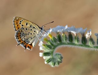 Kk Ate Gzeli (Lycaena thersamon)