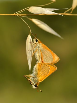 Sar Antenli Zpzp (Thymelicus sylvestris)