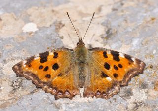 Karaaa Nimfalisi (Inachis polychloros)