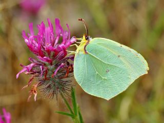 Kleopatra (Gonepteryx cleopatra)
