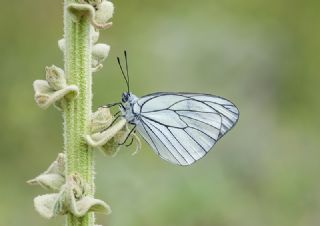 Benekli Bakr Gzeli (Lycaena phlaeas)