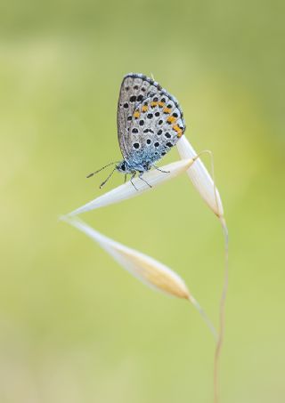 Bavius Mavisi (Pseudophilotes bavius)