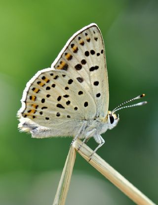 sli Bakr Gzeli (Lycaena tityrus)