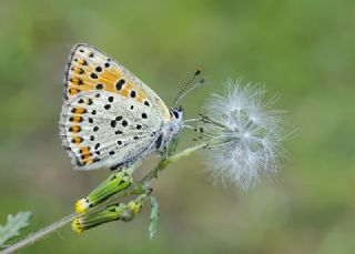 sli Bakr Gzeli (Lycaena tityrus)