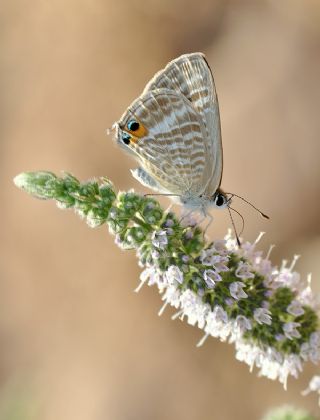 Lampides (Lampides boeticus)