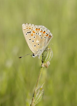 okgzl Gk Mavisi (Polyommatus bellargus)